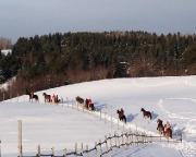 Plaisir d'une randonnee a cheval hivernal