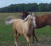 jument QH Palomino de 7 ans