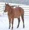 VENDU!!  2012 Red Dun AQHA