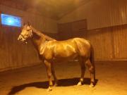 Hongre Dutch Warmblood 9 ans