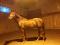 Hongre Dutch Warmblood 9 ans