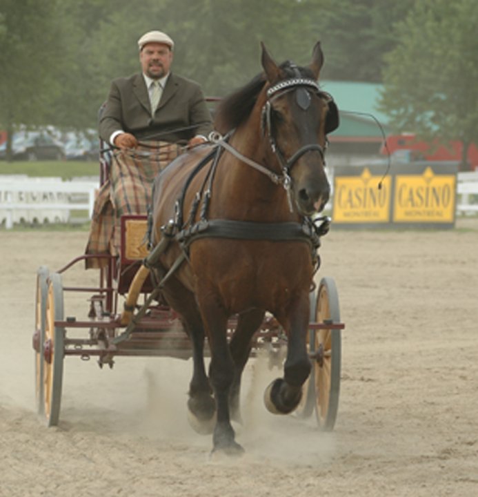 Cours et entrainement a l'attelage