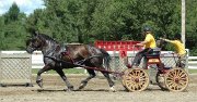 Cours et entrainement a l'attelage