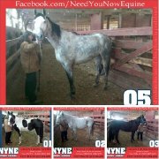 Cheval pas cher à sauver de l'abatoire