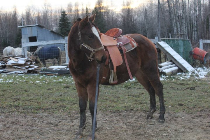 Re Solid Paint colt sale or trade