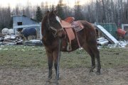 Re Solid Paint colt sale or trade