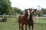 Magnifiques poulains à vendre
