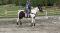 Jument Paint enr. 2 ans a vendre