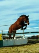 Cheval Hongre ONC 