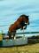 Cheval Hongre ONC 