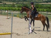 Cheval Hongre ONC 