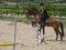 Cheval Hongre ONC 