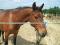 Cheval Hongre ONC 