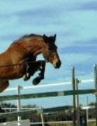 Cheval Hongre ONC 