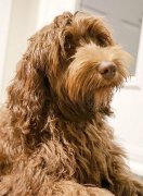 Les Labradoodles Australiens du Québec