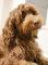 Les Labradoodles Australiens du Québec