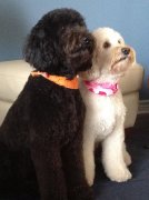 Les Labradoodles Australiens du Québec