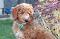 Les Labradoodles Australiens du Québec