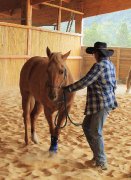 Ferme de la Batie Neuve une autre approche du cheval
