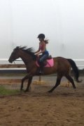 Boogie , belle jument de dressage et de reining 