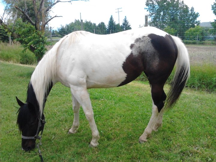 JUMENT PAINT TOBIANO ENRG