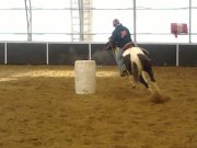 JUMENT PAINT TOBIANO ENRG