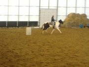 JUMENT PAINT TOBIANO ENRG