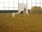 JUMENT PAINT TOBIANO ENRG