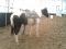 JUMENT PAINT TOBIANO ENRG