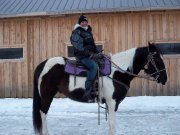 cheval  paint horse noir et blanc