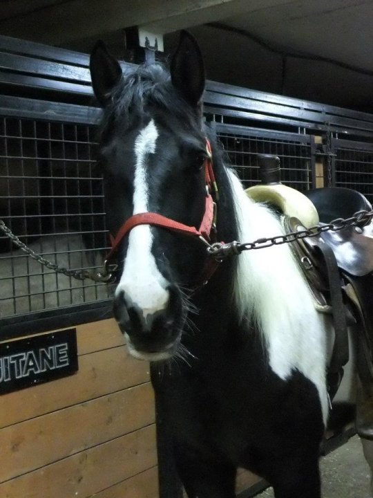 un cheval pour l'été