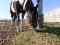 un cheval pour l'été