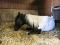 un cheval pour l'été