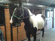 un cheval pour l'été