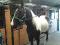 un cheval pour l'été