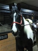 un cheval pour l'été