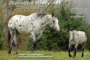 Etalon Appaloosa Enr. ApHCC et ApHC.