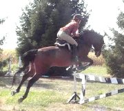 Jument Warmblood Sauteur