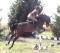 Jument Warmblood Sauteur
