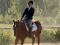 Gentil Quarter Horse cherche Demi-Pension