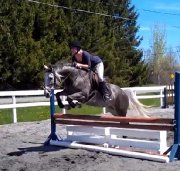 Jument Hunter/jumper/Dressage, Ancienne-Lorette...
