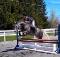 Jument Hunter/jumper/Dressage, Ancienne-Lorette...