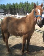Jument Quater Horse