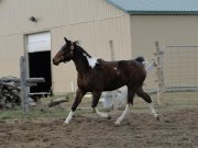 Paint horse flashy de 3 ans