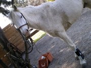Vend guêtre taille poney D/cheval