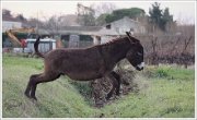 Ane de race communce de 2ans à vendre, restera...