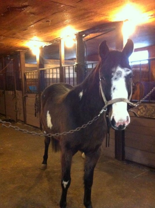 Poney Paint Horse 3 ans et demi