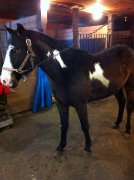 Poney Paint Horse 3 ans et demi