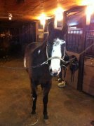 Poney Paint Horse 3 ans et demi