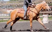 Jument randonnee - 4 ans